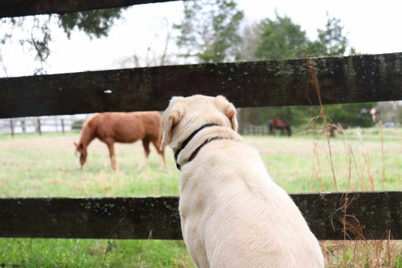 Un caballo pastando visto desde detrás de una cerca